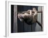 Scottish Fold Cat Hanging Upside-Down from Ladder Rung, Italy-Adriano Bacchella-Framed Photographic Print