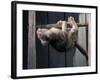 Scottish Fold Cat Hanging Upside-Down from Ladder Rung, Italy-Adriano Bacchella-Framed Photographic Print