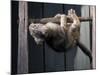 Scottish Fold Cat Hanging Upside-Down from Ladder Rung, Italy-Adriano Bacchella-Mounted Photographic Print