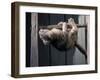 Scottish Fold Cat Hanging Upside-Down from Ladder Rung, Italy-Adriano Bacchella-Framed Photographic Print