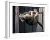 Scottish Fold Cat Hanging Upside-Down from Ladder Rung, Italy-Adriano Bacchella-Framed Photographic Print