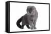 Scottish Fold Cat-Fabio Petroni-Framed Stretched Canvas