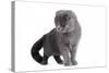 Scottish Fold Cat-Fabio Petroni-Stretched Canvas