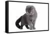 Scottish Fold Cat-Fabio Petroni-Framed Stretched Canvas