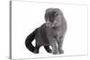 Scottish Fold Cat-Fabio Petroni-Stretched Canvas