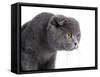 Scottish Fold Cat-Fabio Petroni-Framed Stretched Canvas