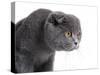 Scottish Fold Cat-Fabio Petroni-Stretched Canvas