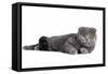 Scottish Fold Cat-Fabio Petroni-Framed Stretched Canvas