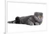 Scottish Fold Cat-Fabio Petroni-Framed Premium Photographic Print