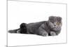 Scottish Fold Cat-Fabio Petroni-Mounted Premium Photographic Print