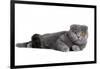 Scottish Fold Cat-Fabio Petroni-Framed Premium Photographic Print