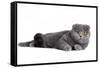 Scottish Fold Cat-Fabio Petroni-Framed Stretched Canvas