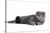 Scottish Fold Cat-Fabio Petroni-Stretched Canvas