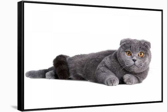 Scottish Fold Cat-Fabio Petroni-Framed Stretched Canvas