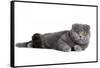 Scottish Fold Cat-Fabio Petroni-Framed Stretched Canvas