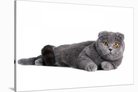 Scottish Fold Cat-Fabio Petroni-Stretched Canvas