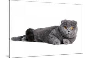 Scottish Fold Cat-Fabio Petroni-Stretched Canvas