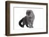 Scottish Fold Cat-Fabio Petroni-Framed Photographic Print