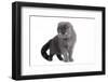 Scottish Fold Cat-Fabio Petroni-Framed Photographic Print