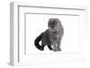 Scottish Fold Cat-Fabio Petroni-Framed Photographic Print