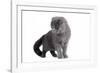 Scottish Fold Cat-Fabio Petroni-Framed Photographic Print