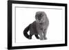 Scottish Fold Cat-Fabio Petroni-Framed Photographic Print