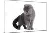 Scottish Fold Cat-Fabio Petroni-Mounted Photographic Print