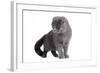 Scottish Fold Cat-Fabio Petroni-Framed Photographic Print