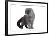 Scottish Fold Cat-Fabio Petroni-Framed Photographic Print