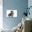 Scottish Fold Cat-Fabio Petroni-Mounted Photographic Print displayed on a wall