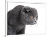 Scottish Fold Cat-Fabio Petroni-Framed Photographic Print