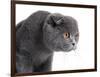 Scottish Fold Cat-Fabio Petroni-Framed Photographic Print