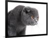 Scottish Fold Cat-Fabio Petroni-Framed Photographic Print