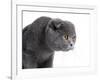 Scottish Fold Cat-Fabio Petroni-Framed Photographic Print