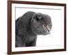 Scottish Fold Cat-Fabio Petroni-Framed Photographic Print