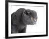 Scottish Fold Cat-Fabio Petroni-Framed Photographic Print