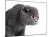 Scottish Fold Cat-Fabio Petroni-Mounted Photographic Print