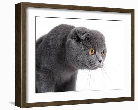 Scottish Fold Cat-Fabio Petroni-Framed Photographic Print