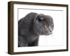 Scottish Fold Cat-Fabio Petroni-Framed Photographic Print