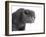 Scottish Fold Cat-Fabio Petroni-Framed Photographic Print