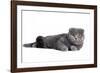 Scottish Fold Cat-Fabio Petroni-Framed Photographic Print