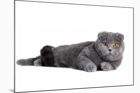 Scottish Fold Cat-Fabio Petroni-Mounted Photographic Print