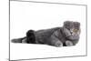 Scottish Fold Cat-Fabio Petroni-Mounted Photographic Print