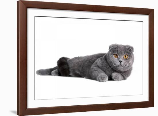 Scottish Fold Cat-Fabio Petroni-Framed Photographic Print