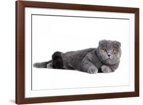 Scottish Fold Cat-Fabio Petroni-Framed Photographic Print