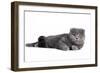 Scottish Fold Cat-Fabio Petroni-Framed Photographic Print