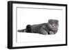 Scottish Fold Cat-Fabio Petroni-Framed Photographic Print