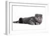 Scottish Fold Cat-Fabio Petroni-Framed Photographic Print