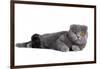 Scottish Fold Cat-Fabio Petroni-Framed Photographic Print