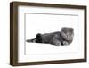 Scottish Fold Cat-Fabio Petroni-Framed Photographic Print